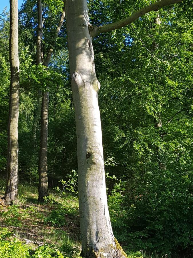 Pilgrims "Elfriede"- Freundliche Unterkunft Remblinghausen Exterior foto